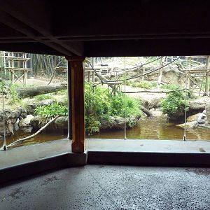 Lion-Tailed Macaque Exhibit