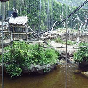 Lion-Tailed Macaque Exhibit