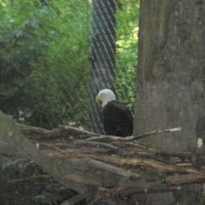 Bald Eagle