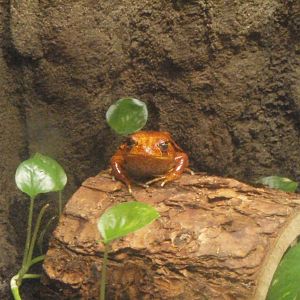 Frog Exhibit