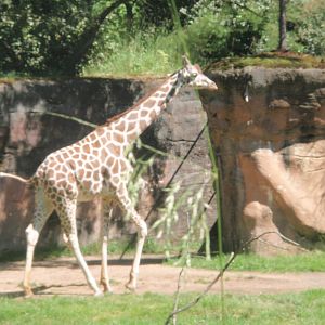 Giraffe