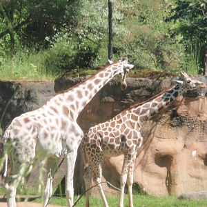 Giraffes