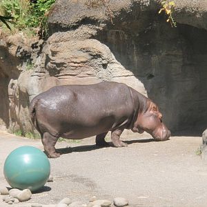 Hippo