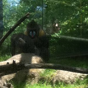 Mandrills