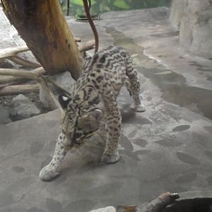 Ocelot
