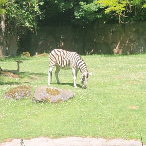 Zebra