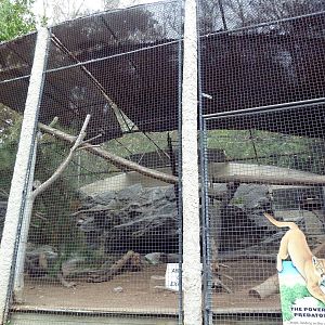 Cougar Exhibit (Currently Empty)