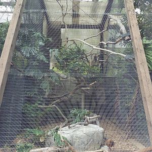 Red-Knobbed Hornbill/Siamese Fireback Exhibit