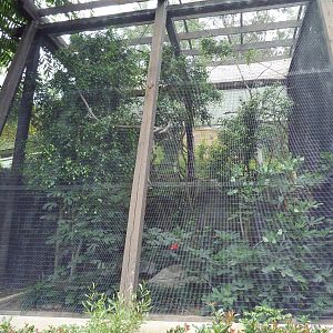 Java Rhinoceros Hornbill Exhibit