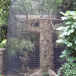 Grosbeak Starling Exhibit
