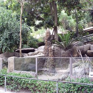 Indian Crested Porcupine Exhibit