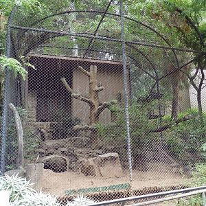 Bat-Eared Fox Cage