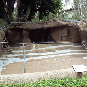 Chinese Goral Exhibit