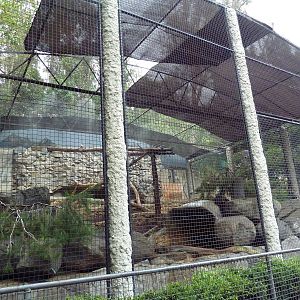 Snow Leopard Exhibit