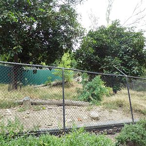 Southern Ground Hornbill Exhibit