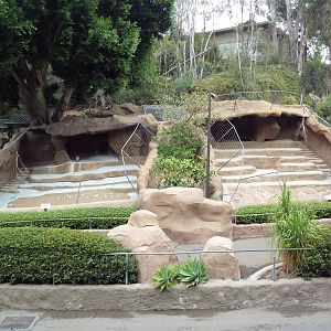 Chinese Goral Exhibits