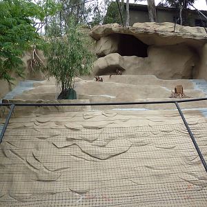 Yellow-Footed Rock Wallaby Exhibit