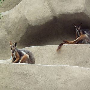 Yellow-Footed Rock Wallabies