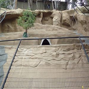 Yellow-Footed Rock Wallaby Exhibit