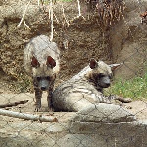Striped Hyenas