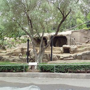 Striped Hyena Exhibit