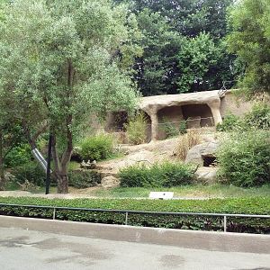 New Guinea Singing Dog Exhibit