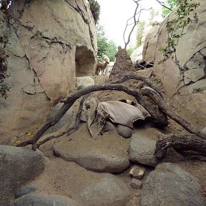 East African Kopje - Klipspringer/Rock Hyrax Exhibit