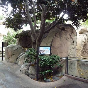 East African Kopje - Klipspringer/Rock Hyrax Exhibit