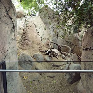 East African Kopje - Klipspringer/Rock Hyrax Exhibit