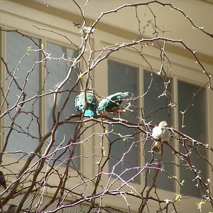 Beautiful Fruit Doves (Ptilinopus pulchellus) & Madagascar Fody (Foudia