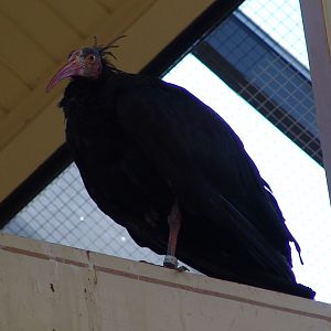 Northern Bald Ibis (Geronticus eremita)