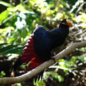 Violet Turaco (Musophaga violacea) stretching