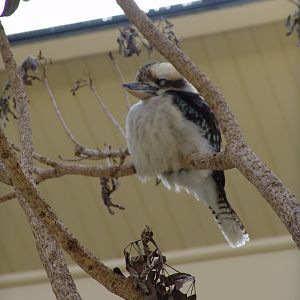 Kookaburra (Dacelo novaeguineae)