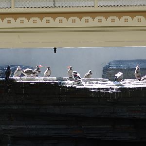 Inca Terns (Larosterna inca)