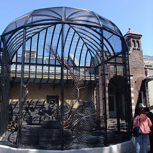 Kea's (Nestor notabilis) Aviary