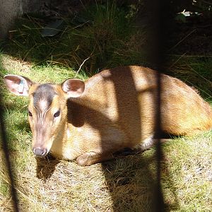 Chinese Muntjac (Muntiacus reevesi)