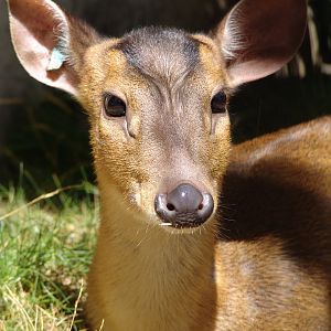 Chinese Muntjac (Muntiacus reevesi)