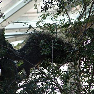 North American Porcupine (Erethizon dorsatum)