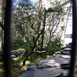 North American Porcupine (Erethizon dorsatum) & Chinese Muntjac (Muntia