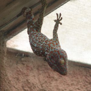 Tokay (Gekko gecko)