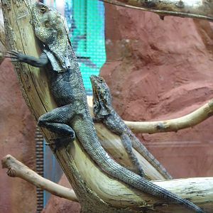 Frill-Necked Lizard (Chlamydosaurus kingii)