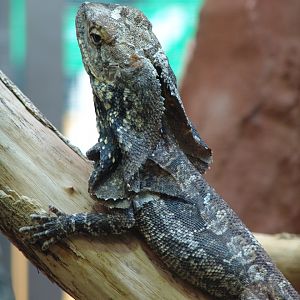 Frill-Necked Lizard (Chlamydosaurus kingii)