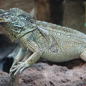 Philippine Sail-Fin Dragon (Hydrosaurus pustulatus)