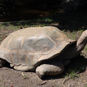 Aldabra Giant Tortoise (Aldabrachelys gigantea)