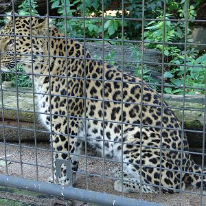 Amur Leopard (Panthera pardus orientalis)