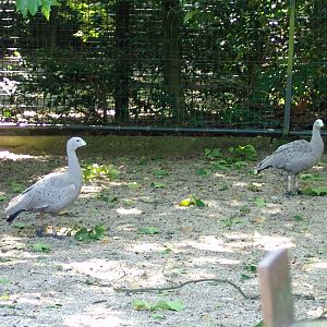 Cape Barren Geese (Cereopsis novaehollandiae)