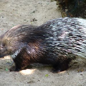 South African Porcupine (Hystrix africaeaustralis)