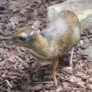 Java Mouse-deer (Tragulus javanicus) aka Chevrotain