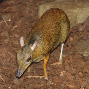 Java Mouse-deer (Tragulus javanicus) aka Chevrotain