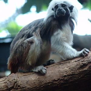 Cotton-Top Tamarin (Saguinus oedipus)